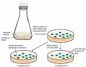 微生物菌種傳代與保藏